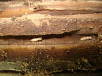 Termite Workers do the damage