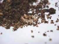 Termites in the soil