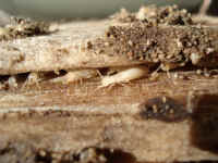 termites sticking out of the wood