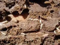Termites channeling through wood just under the surface