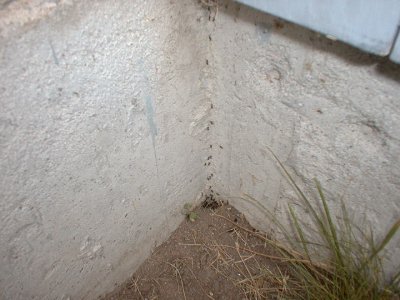 Pavement Ants climb foundation.