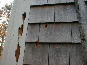 Woodpecker & water damage.