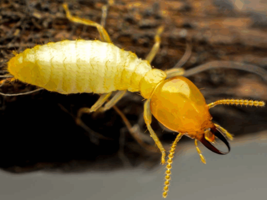 Termites: The Tiny Homewreckers You Really Don’t Want as Roommates